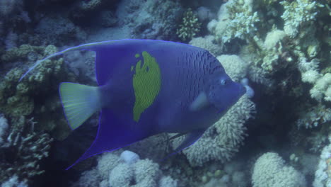 Arabischer-Winkelfisch-Im-Korallenriff-Des-Roten-Meeres-In-Ägypten