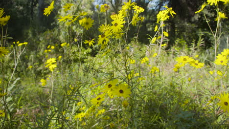 Tilting-up-shot-of-yellow-flowers-in-a-field