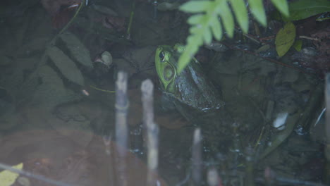 Frog-underneath-cover-in-a-pond