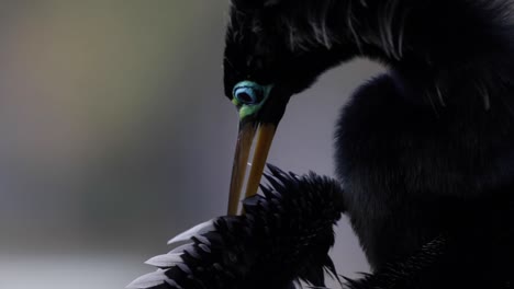 Extreme-Close-up-of-Anhinga-bird-cleaning-its-wing,-snakebird,-darter-bird,-water-turkey