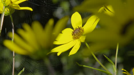 Bee-on-a-yellow-flower,-with-a-spider-web-in-the-background