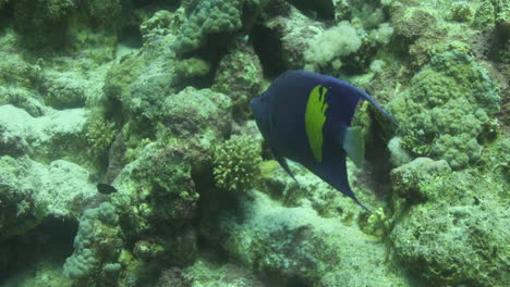 Arabian-Angle-Fish-in-The-Coral-Reef-of-The-Red-Sea-of-Egypt