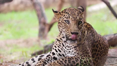 Indian-leopard-cleaning-his-front-feet-by-licking,-close-up-of-leopard-in-the-forest