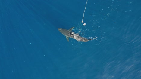 Aerial,-Drone-shot-of-Great-white-shark,-Carcharodon-carcharias,-trying-to-catch-a-piece-of-bait-at-Guadalupe-Island,-Mexico