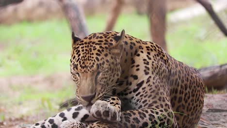 Indischer-Leopard-Reinigt-Seine-Vorderfüße-Durch-Lecken,-Nahaufnahme-Eines-Leoparden-Im-Wald