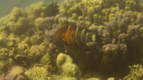 Rotbrust-Lippfische-Im-Korallenriff-Des-Roten-Meeres-In-Ägypten