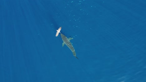 Luftbild,-Drohnenaufnahme-Eines-Weißen-Hais,-Carcharodon-Carcharias,-Der-Versucht,-Ein-Stück-Köder-Auf-Der-Insel-Guadalupe,-Mexiko,-Zu-Fangen