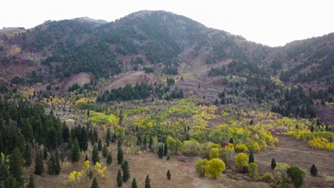 Snow-Basin-Utah-Valley-Mit-Wunderschönen-Gelben-Espenbäumen-Und-Immergrünen-Pflanzen-Mit-Einem-Großen-Berg-Im-Hintergrund-Und-Heller-Beleuchtung-–-Dolly-Neigung-Aus-Der-Luft