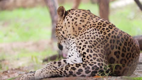 Indian-Leopard-cleaning-himself-by-licking-with-him-tung,-in-the-frost-wild-animal