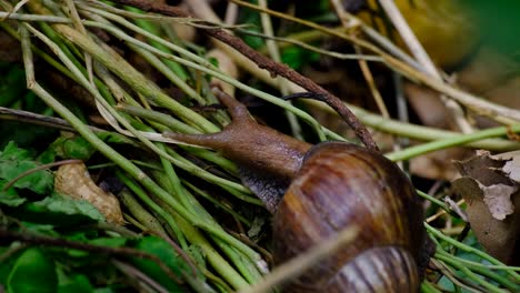 Close-up-of-Giant-African-land-snail-with-large-brown-conical-shell-and-moving-tentacles-while-searching-for-decaying-vegetable-and-plant-matter-on-compost-heap