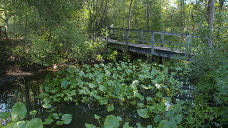 Shot-of-wooden-bridge-over-a-small-pond-with-lily-pads