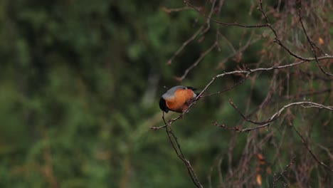 A-wild-male-eurasian-bullfinch,-pyrrhula-aurantiaca-walking-along-the-twig,-feeding-on-berries-on-the-tree-in-its-natural-habitat-against-forest-environment,-slow-motion-shot-of-wildlife-bird-species