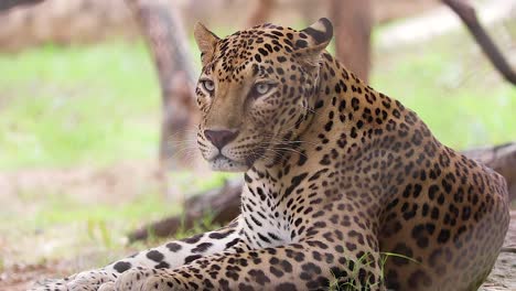 Nahaufnahmevideo-Eines-Indischen-Leoparden,-Der-Etwas-Ansieht,-Leckt,-Im-Frost