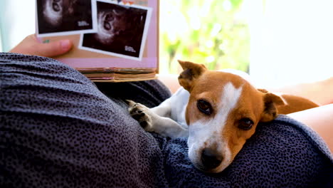 Dog's-endearing-behavior-to-mom's-pregnant-tummy,-lays-with-head-on-lap