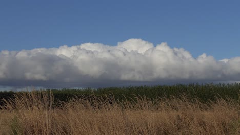 Cumuluswolke-Wird-Von-Der-Untergehenden-Sonne-Beleuchtet,-Während-Sich-Goldenes-Gras-In-Einer-Sanften-Sommerbrise-Wiegt-–-Canterbury