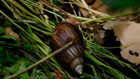 Large-Giant-African-land-snail-with-brown-conical-shell,-invasive-species,-herbivore-feeding-on-compost-heap-of-decaying-vegetable-plant-matter-in-Southeast-Asia