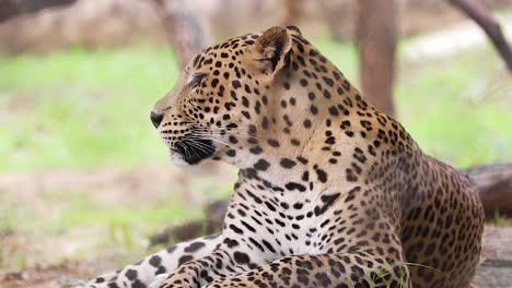 Nahaufnahmevideo-Eines-Indischen-Leoparden,-Der-In-Freier-Wildbahn-Sitzt