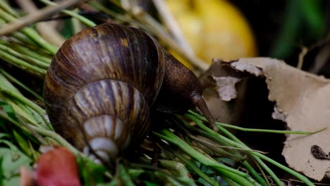 Close-up-of-large-Giant-African-land-snail-with-brown-conical-shell-feeding-on-herbivore-diet-of-decaying-vegetable-and-plant-matter-in-the-garden