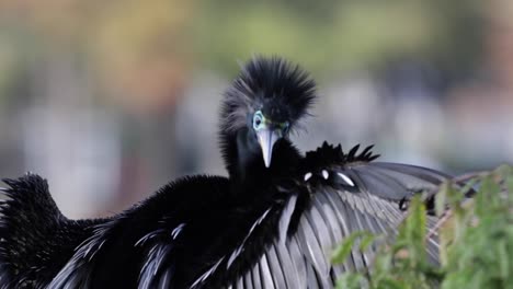Close-up-of-Anhinga-bird-cleaning-its-wing-on-a-tree-branch