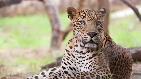 Primer-Plano-De-Leopardo-Indio-Mirando-A-La-Cámara,-Animal-Salvaje-De-Cerca-Mirando-A-La-Cámara