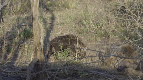 Spotted-Hyena-pup-walking-up-to-sibbling-in-bushveld,-playing-with-a-bone