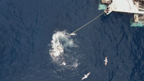 Aerial,-Drone-shot-of-Great-white-shark,-Carcharodon-carcharias,-speeds-up,-trying-to-catch-a-piece-of-bait-at-Guadalupe-Island,-Mexico-and-making-a-big-splash