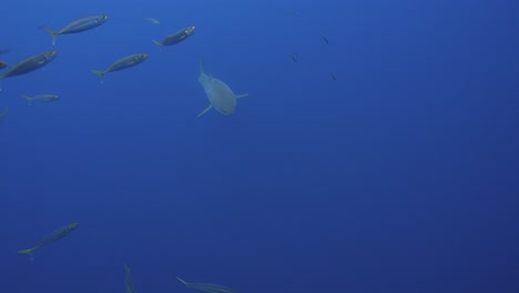 Slow-motion-shot-of-a-great-white-shark,Carcharodon-carcharias-trying-to-catch-a-tuna-bait-in-clear-water-of-Guadalupe-Island,-Mexico