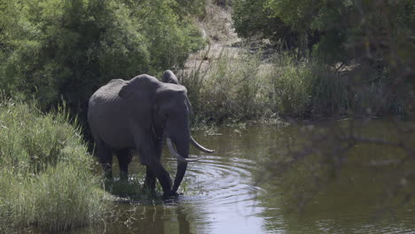 Afrikanischer-Elefant,-Der-Zu-Fuß-Gräser-In-Einem-Fluss-Frisst