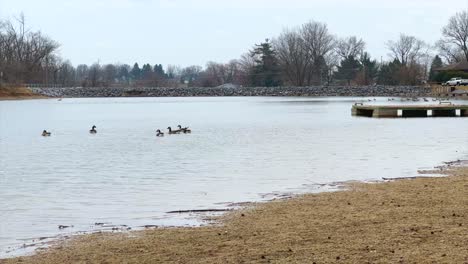 Flock-of-geese-in-pond-or-lake-during-cloudy-day