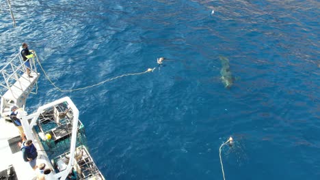 Aerial,-Drone-shot-of-Great-white-shark,-Carcharodon-carcharias,-trying-to-catch-a-piece-of-bait-at-Guadalupe-Island,-Mexico
