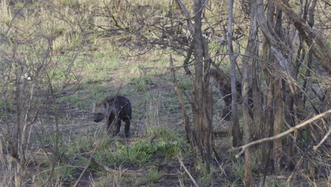 Spotted-Hyena--two-pups-walking-in-bushveld