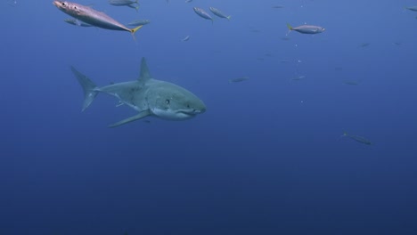 Zeitlupenaufnahme-Eines-Weißen-Hais,-Carcharodon-Carcharias,-Der-Langsam-Im-Klaren-Wasser-Der-Insel-Guadalupe,-Mexiko,-Vorbeizieht