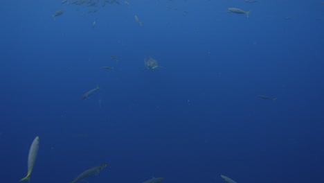 Slow-motion-shot-of-a-great-white-shark,Carcharodon-carcharias-trying-to-catch-a-tuna-bait-in-clear-water-of-Guadalupe-Island,-Mexico
