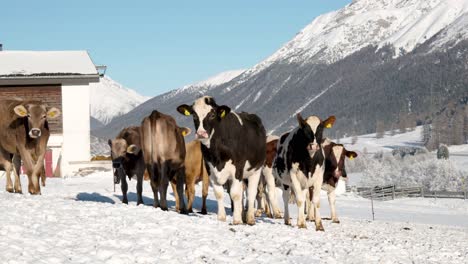 Several-cows-looking-at-camera-on-a-sunny-snow-covered-winter-day