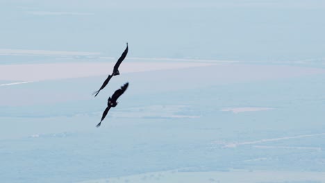 Two-andean-condors-flying-close-to-each-other-and-performing-maneuvers-in-flight-over-the-mountains-with-valley-below