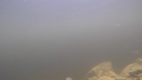 Unterwasseraufnahmen-Eines-Barsches,-Der-In-Einem-See-Schwimmt