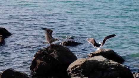 Two-large-Southern-black-backed-gull-birds-on-rocks-in-Wellington-harbour-in-New-Zealand-Aotearoa