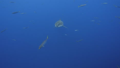 Slow-motion-shot-of-a-great-white-shark,-Carcharodon-carcharias-swims-towards-camera-in-clear-water-of-Guadalupe-Island,-Mexico