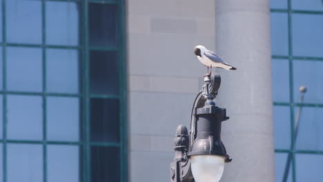 Seagull-Perched-on-Top-of-Streetlight---Atlantic-City,-NJ