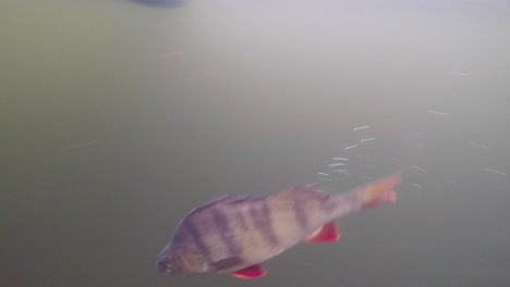 Perch-swimming-around-underwater-footage