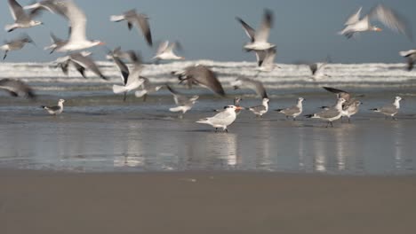 Seagulls-on-the-seashore-take-flight