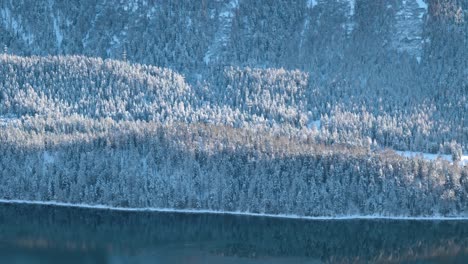 Detailansicht-Von-Bäumen,-Wald-Und-See-Im-Winter-In-St