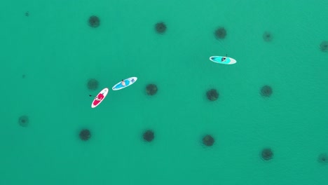 Luftaufnahme-Einer-Frau-Auf-Einem-Paddelbrett,-Die-Das-Klare-Smaragdgrüne-Wasser-Am-Weißen-Sandstrand-Des-Golfs-Von-Mexiko-Betritt