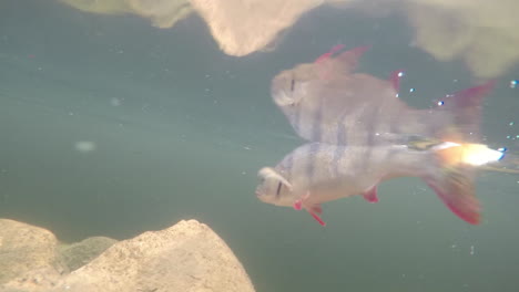 Underwater-footage-of-a-perch-swimming-back-after-being-released-into-the-water