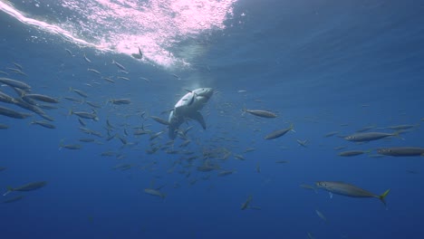 Wunderschöne-Zeitlupenaufnahme-Eines-Weißen-Hais,-Carcharodon-Carcharias,-Der-Versucht,-Einen-Thunfischköder-Im-Klaren-Wasser-Der-Insel-Guadalupe,-Mexiko,-Zu-Fangen