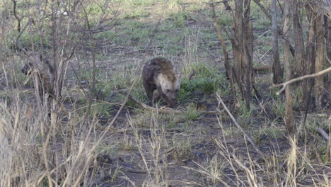 Spotted-Hyena--pup-walking-in-bushveld-towards-camera