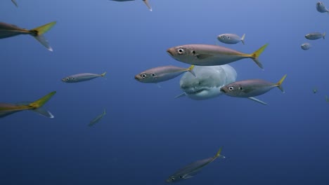 Zeitlupenaufnahme-Eines-Weißen-Hais,-Carcharodon-Carcharias,-Nähert-Sich-Dem-Klaren-Wasser-Der-Insel-Guadalupe,-Mexiko