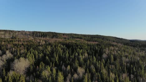 Dron-Panorámico-Sobre-El-Bosque-En-Suecia