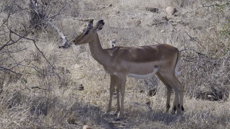 Impala-or-Rooibok-close-up-of-two-females-ruminating-while-standing-in-the-shade,-slowmotion