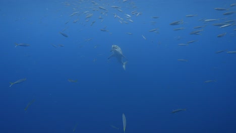 Erstaunliche-Zeitlupenaufnahme-Eines-Weißen-Hais,-Carcharodon-Carcharias,-Der-Versucht,-Im-Klaren-Wasser-Der-Insel-Guadalupe,-Mexiko,-Einen-Thunfischköder-Zu-Fangen